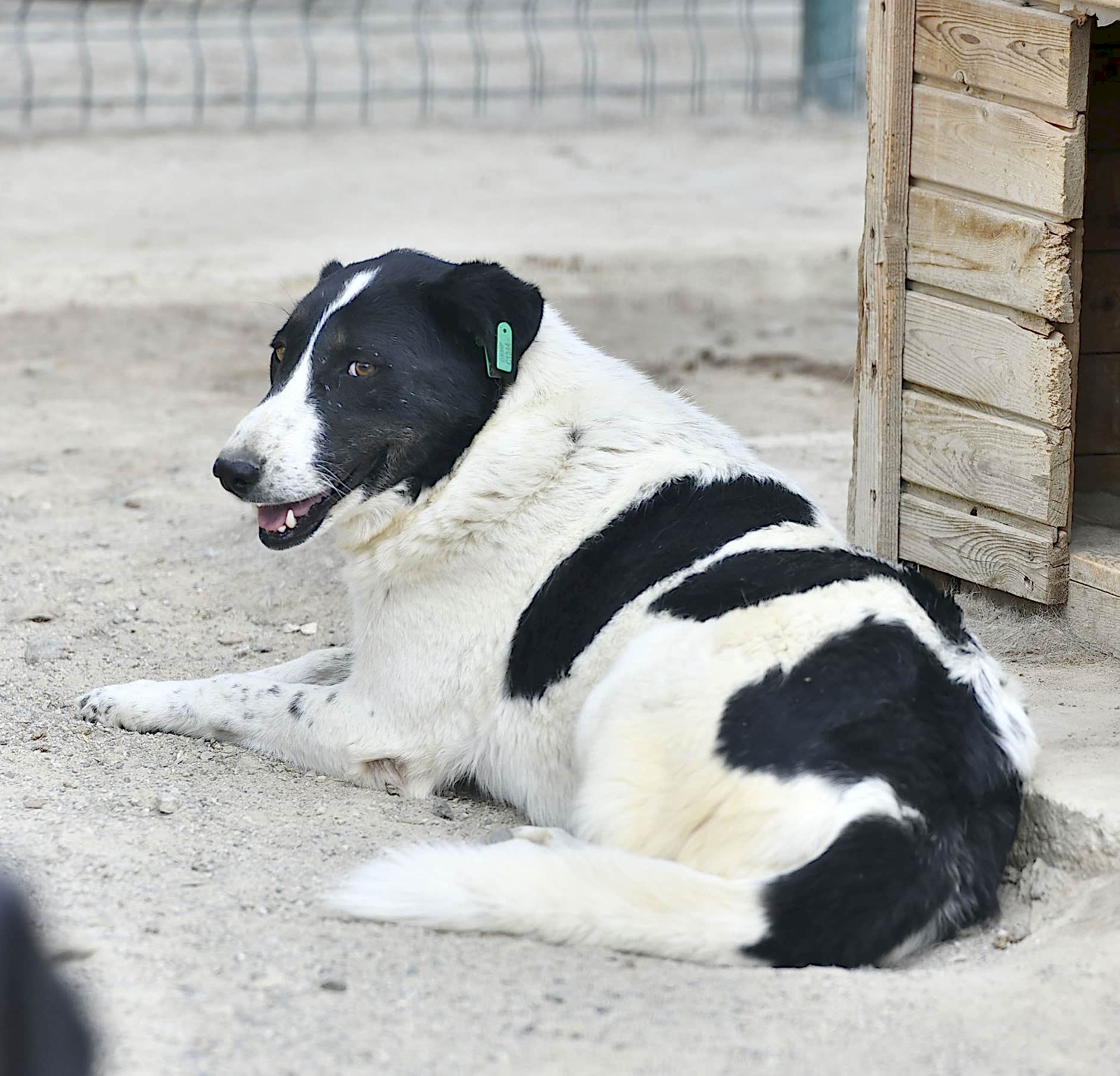 SAHİPSİZ CAN DOSTUMUZ :)