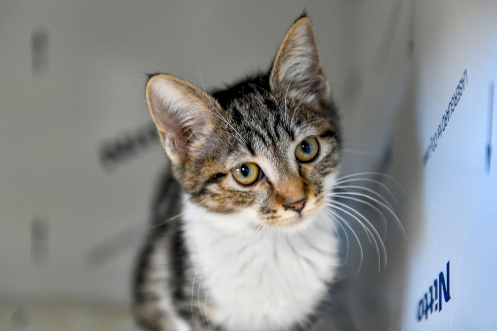 SAHİPSİZ CAN DOSTUMUZ :)