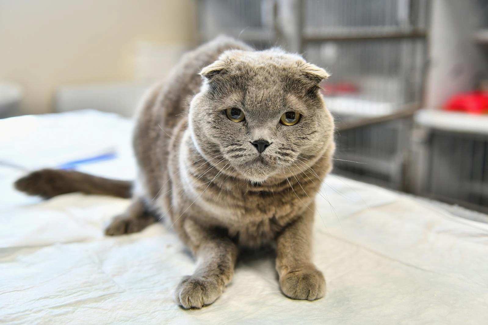 SAHİPSİZ CAN DOSTUMUZ :)