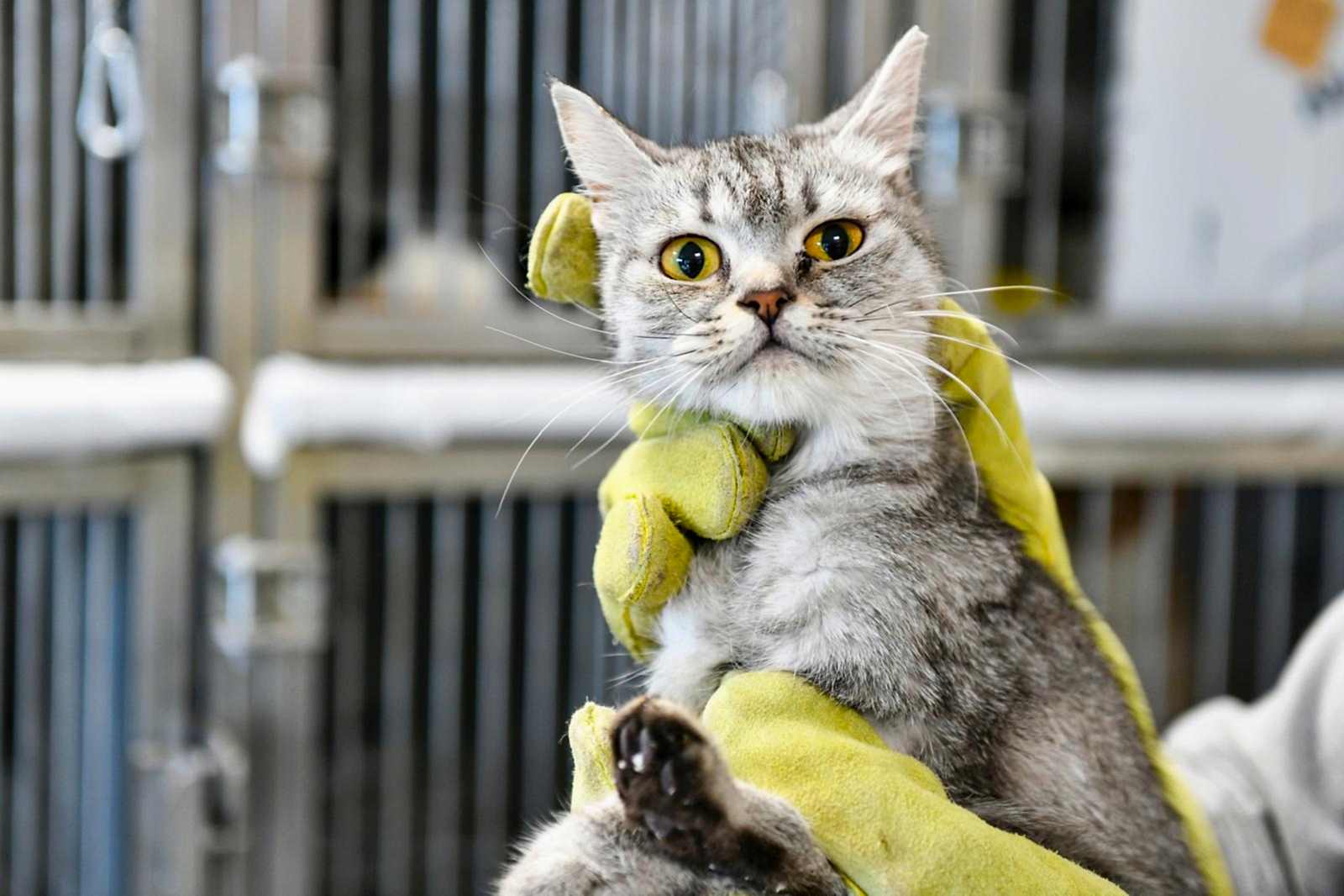 SAHİPSİZ CAN DOSTUMUZ :)