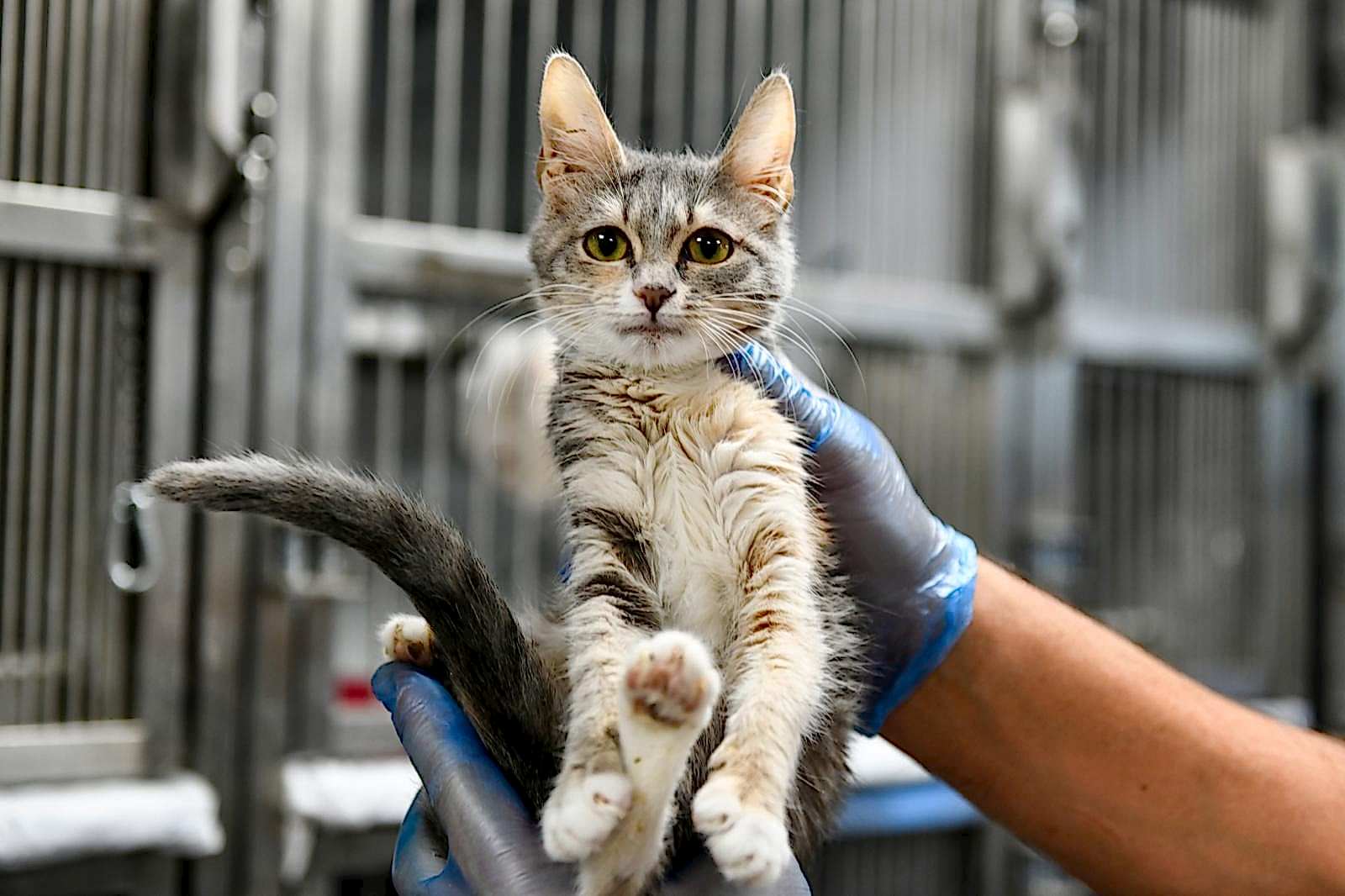 SAHİPSİZ CAN DOSTUMUZ :)