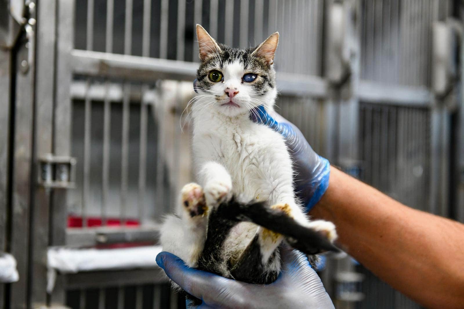 SAHİPSİZ CAN DOSTUMUZ :)