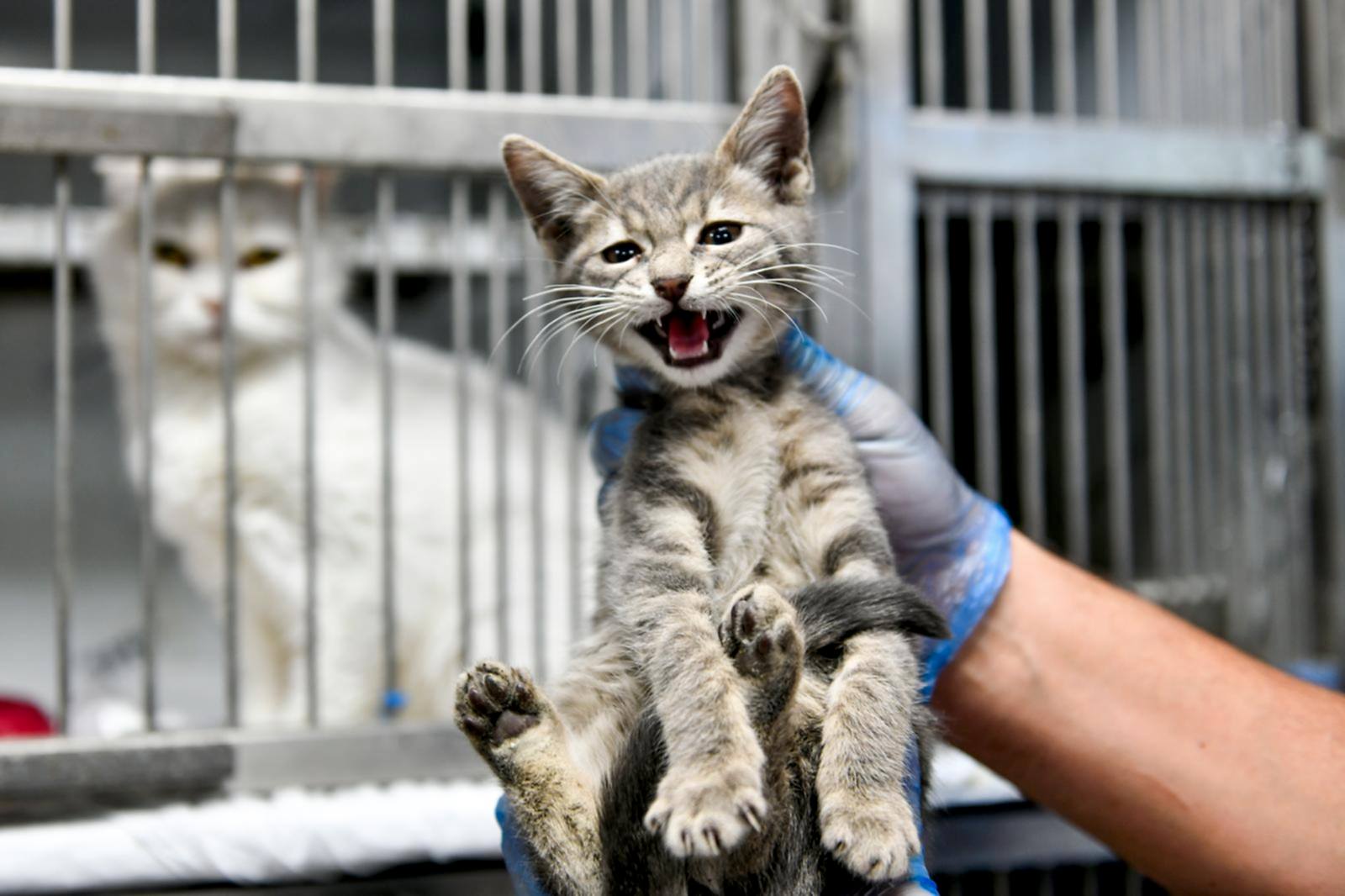 SAHİPSİZ CAN DOSTUMUZ :)