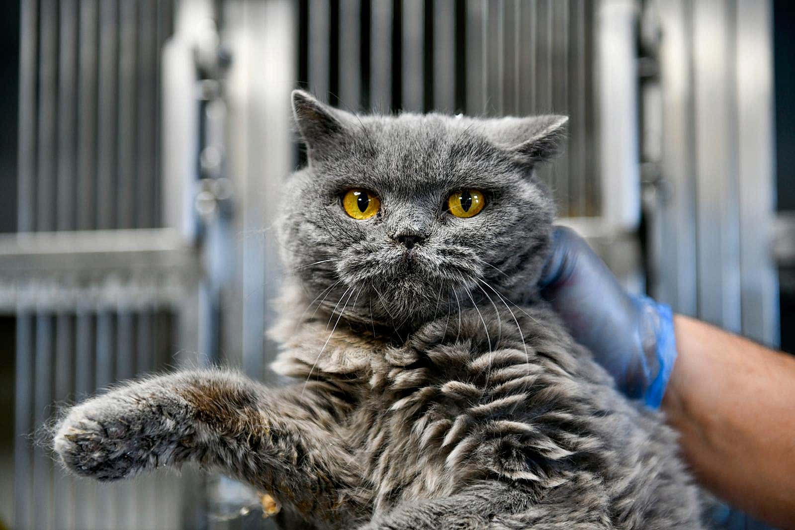 SAHİPSİZ CAN DOSTUMUZ :)