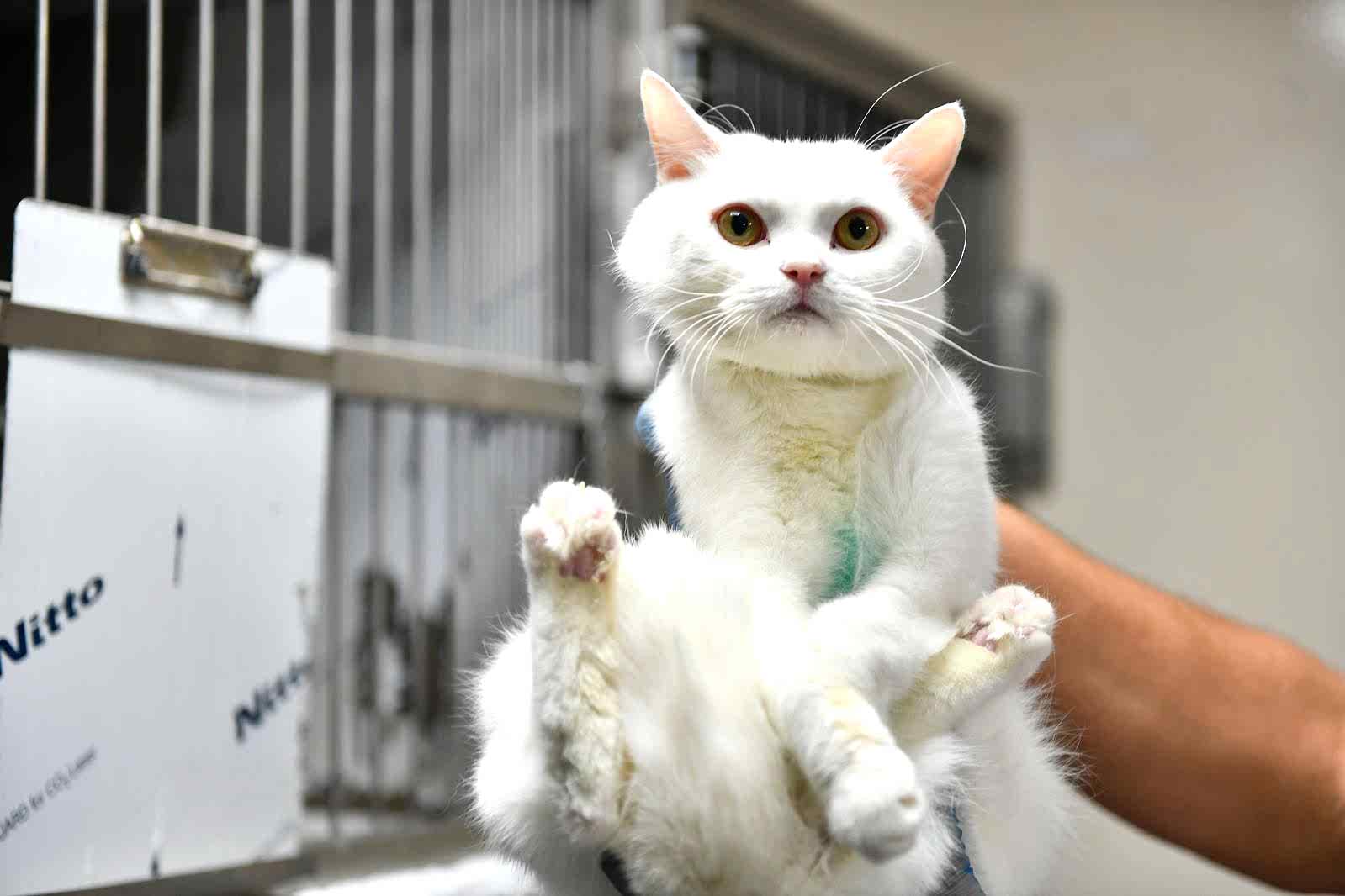 SAHİPSİZ CAN DOSTUMUZ :)