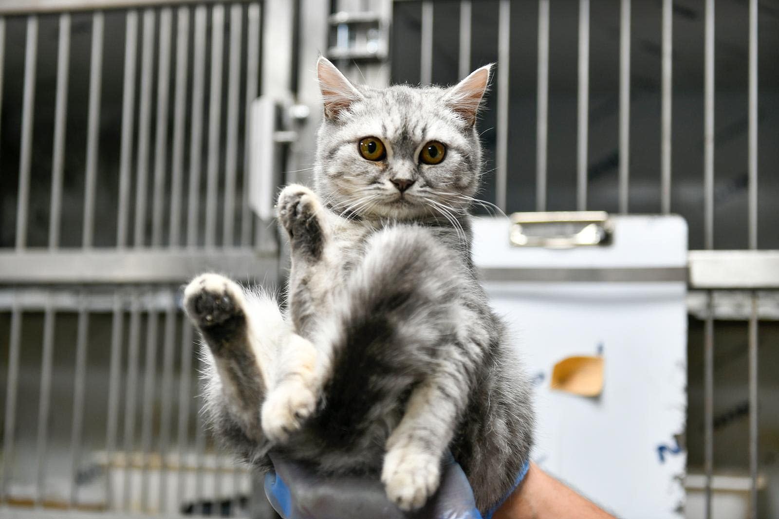 SAHİPSİZ CAN DOSTUMUZ :)