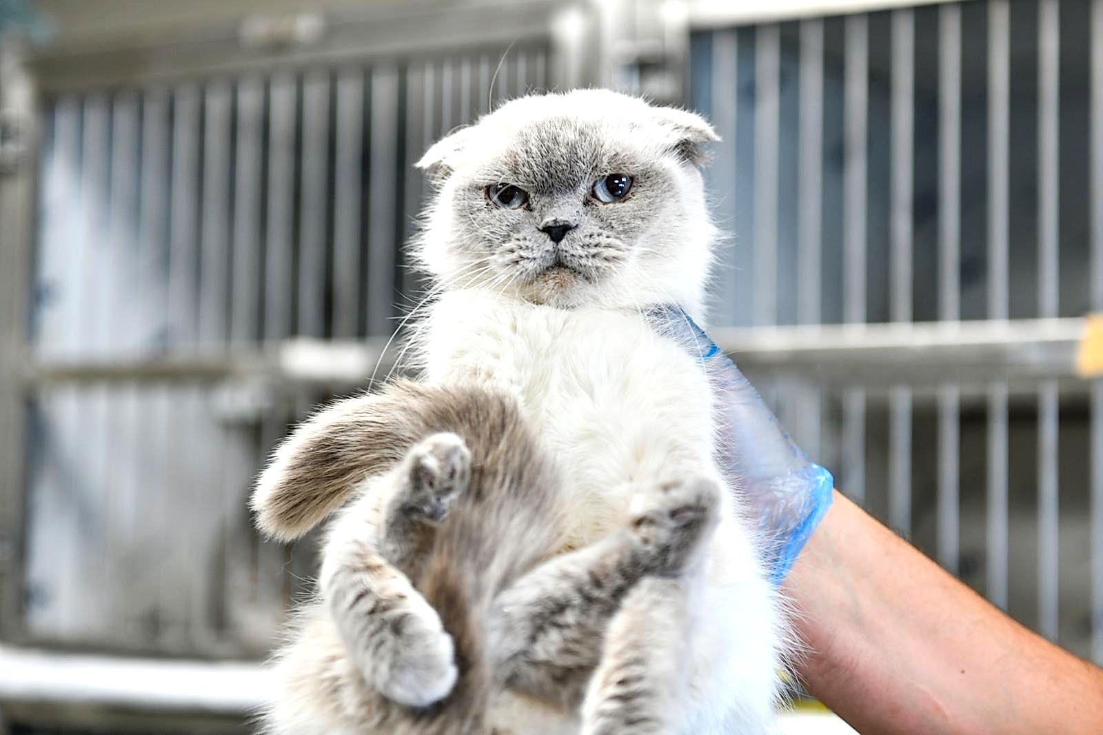 SAHİPSİZ CAN DOSTUMUZ :)