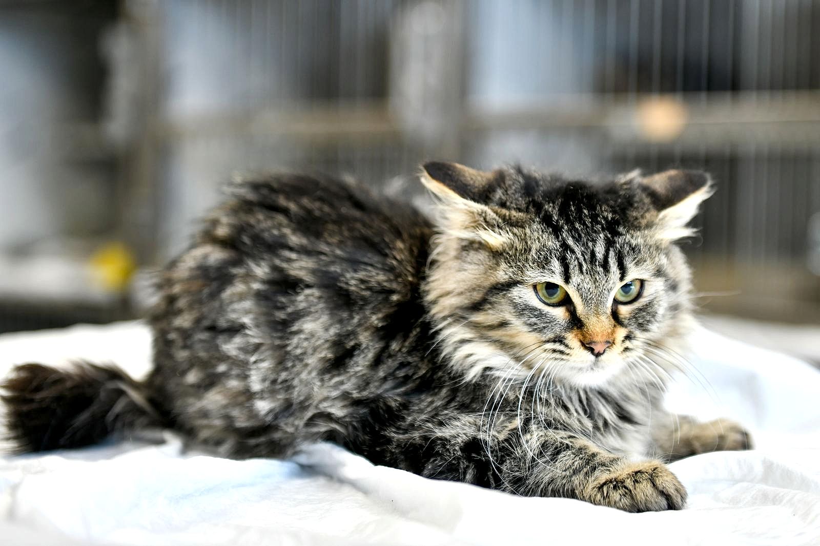 SAHİPSİZ CAN DOSTUMUZ :)